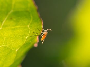 Close-up of insect on leaf