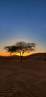 Bare tree on desert against sky during sunset