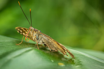 Close-up of insect