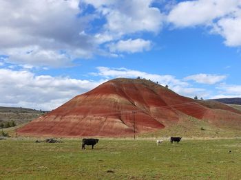 Scenic view of field against sky