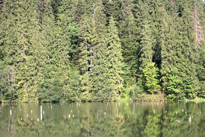 Scenic view of lake in forest