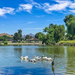 Swans swimming in lake against sky