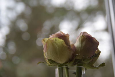 Close-up of rose bud