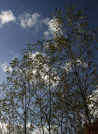 Low angle view of bare tree against sky