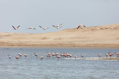 Flock of seagulls flying over sea