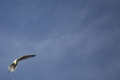 Low angle view of birds in flight