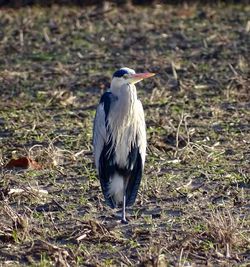 Close-up of gray heron perching on field