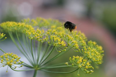 Close-up of bee pollinating on flower