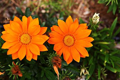 Close-up of orange flower