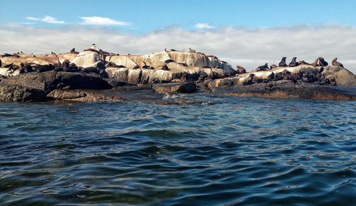 A colony of cape fur seals resting on a rocky island. 