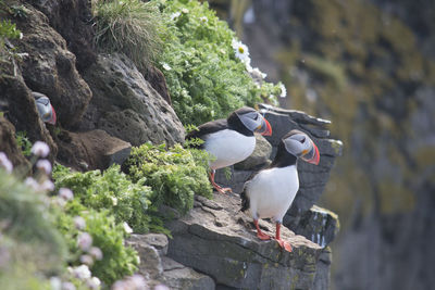 Puffins perching on rocks