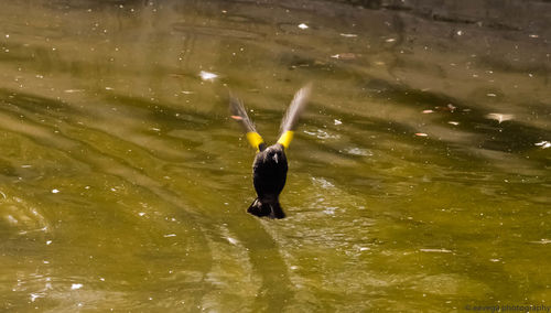 High angle view of bird swimming in lake