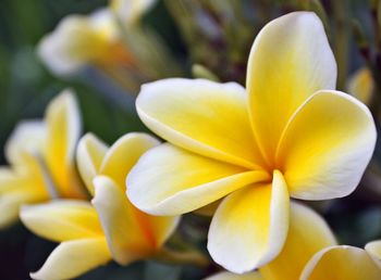 Close-up of yellow flower