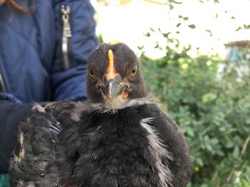 Close-up of a bird