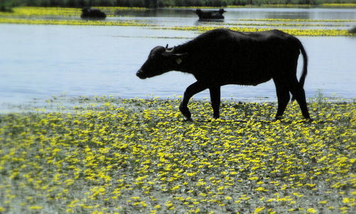 Horse on field