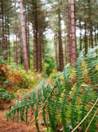 Close-up of fresh plants in forest