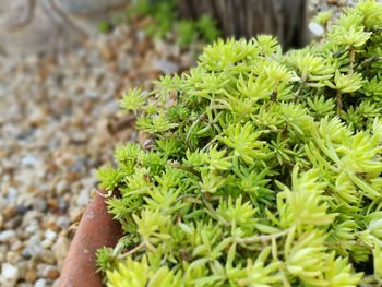 Close-up of plant