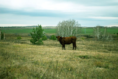 Horse in a field