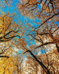 Low angle view of tree