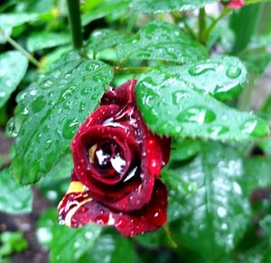 Close-up of wet red flower in rainy season