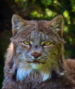 Close-up portrait of a cat