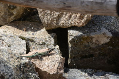 Close-up of lizard on rock