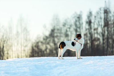 Dog standing on snow covered land