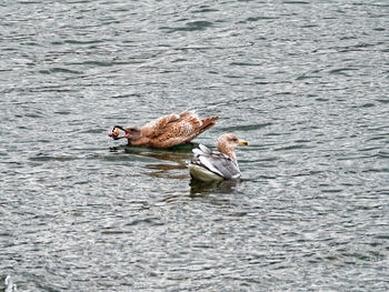 Duck swimming in lake