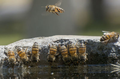 Close-up of bee flying in the water