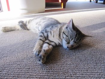 Cat sleeping on floor
