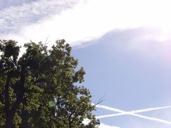 Low angle view of tree against sky