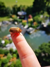 Close-up of hand feeding on leaf