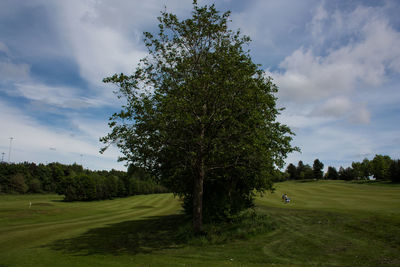 Tree on golf course against sky