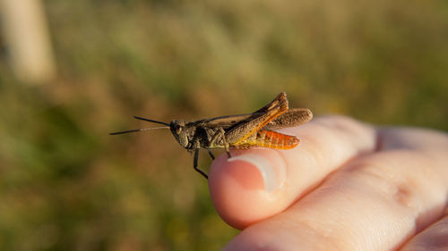 Cropped hand holding insect