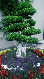 Plants growing on a tree