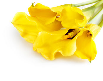 Close-up of yellow rose over white background