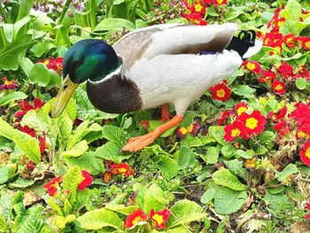 Close-up of bird on plant