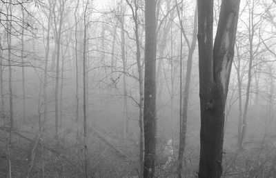 Bare trees in forest