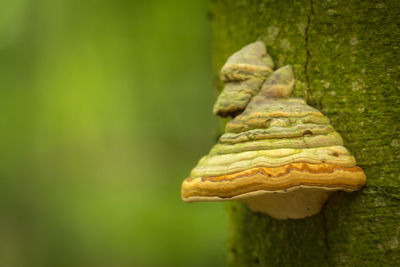 Close-up of lizard on tree trunk