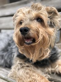 Close-up portrait of dog