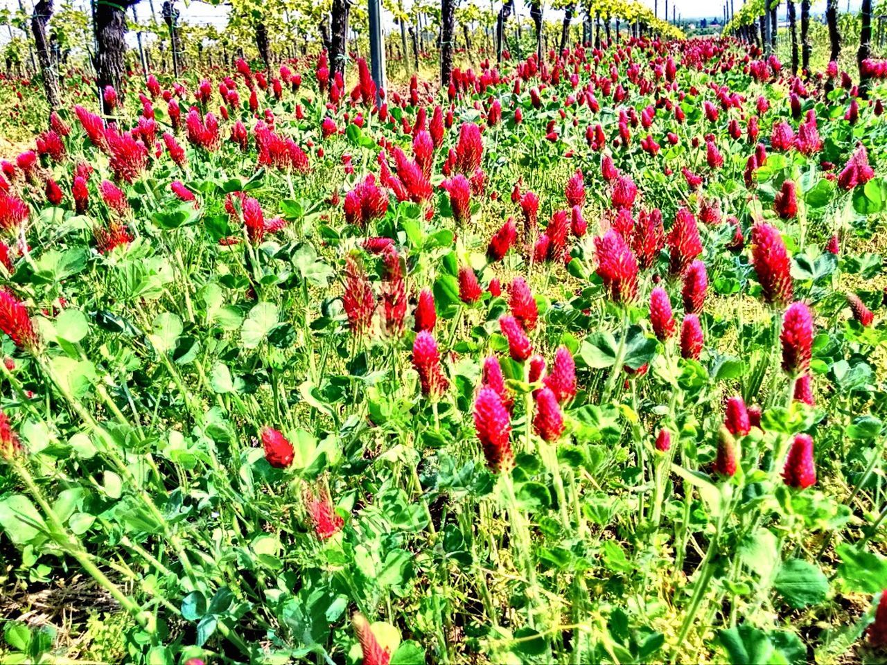 red, growth, flower, freshness, beauty in nature, plant, nature, field, green color, fragility, abundance, tranquility, grass, day, blooming, growing, leaf, no people, outdoors, tree