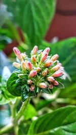 Close-up of flower against blurred background