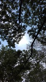 Low angle view of silhouette tree against sky