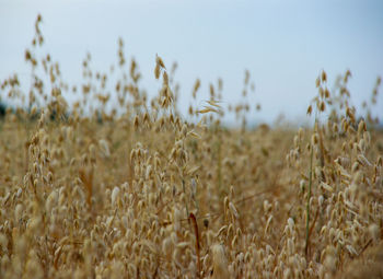 Close-up of stalks in field against sky