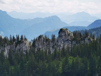 Pine trees on mountains against sky