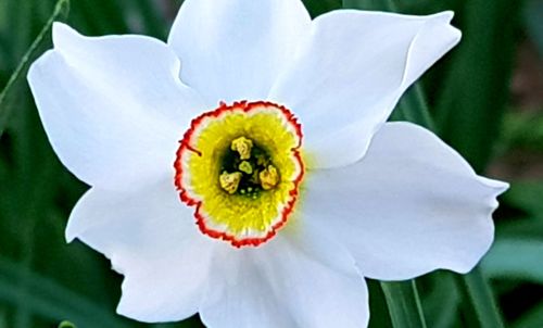 Close-up of white rose flower