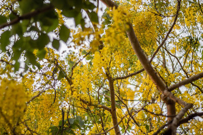 Low angle view of yellow flowering plants