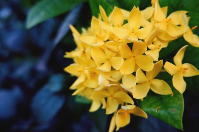 Close-up of yellow flowering plant in park