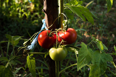 Close-up of tomatoes on tree