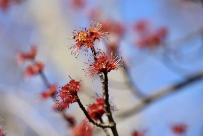 Low angle view of flowering plant against sky